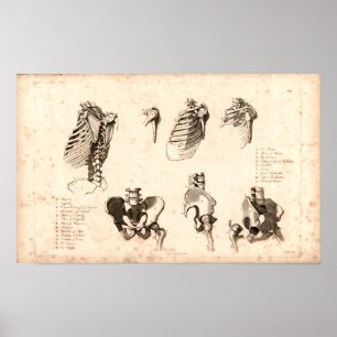 Impressão esqueletal da anatomia do vintage 1833