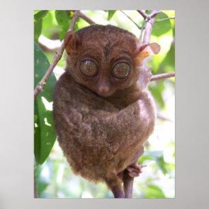 Impressão filipino de Tarsier