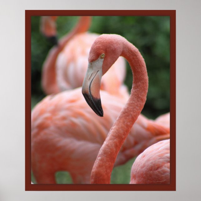 Impressão Flamingo Pose 20x24 - outros tamanhos (Frente)