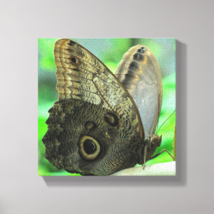 Impressão Floral de Borboleta em Tela