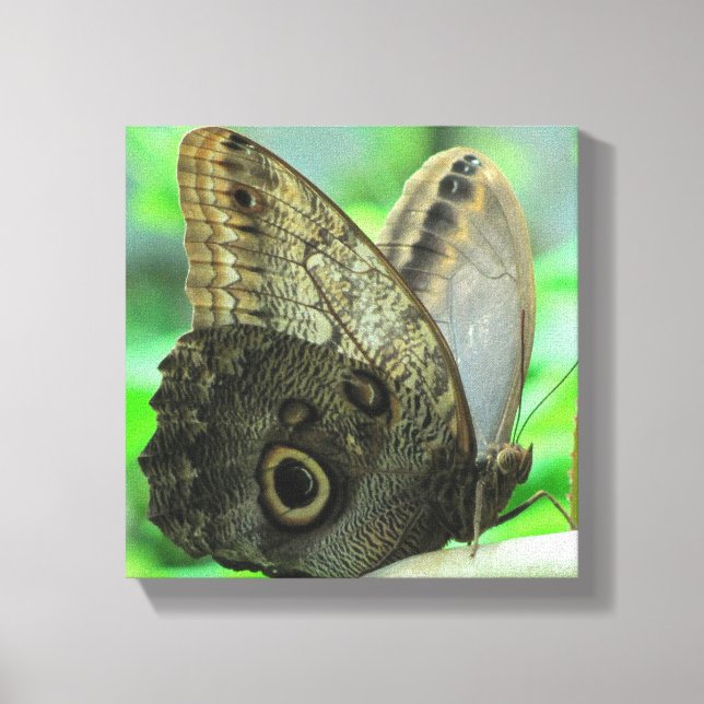 Impressão Floral de Borboleta em Tela (Frente)