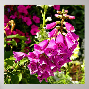impressão floral de foxglove cor-de-rosa