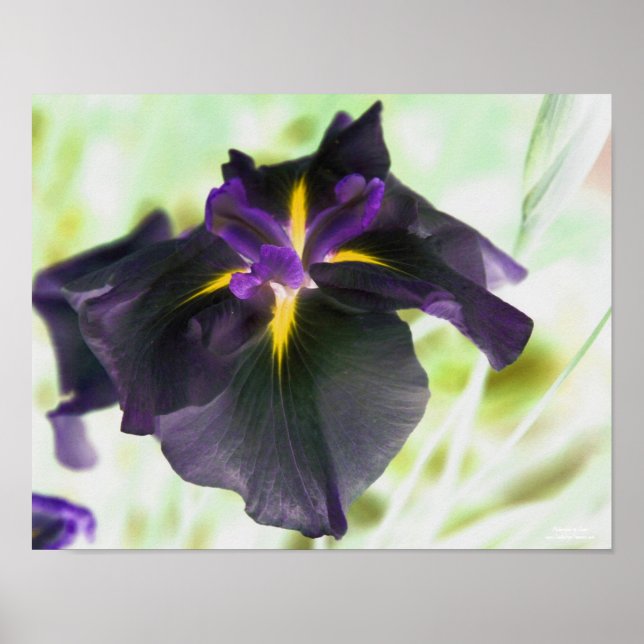 Impressão Floral Iris Japonês Iluminado (Frente)