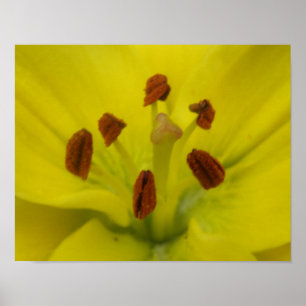 Impressão Floral Lírio Amarelo