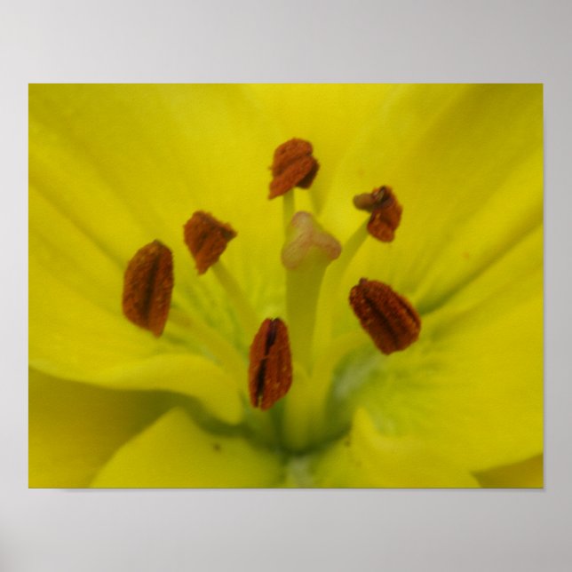Impressão Floral Lírio Amarelo (Frente)