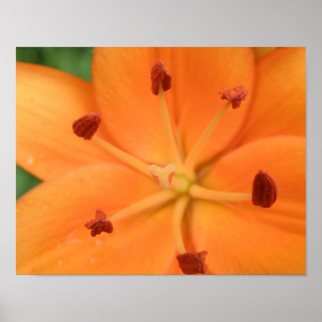 Impressão Floral Lírio Laranja (Frente)