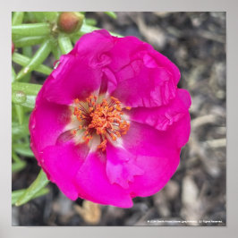 impressão Floral Roxo