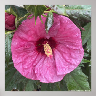 impressão Floral Roxo