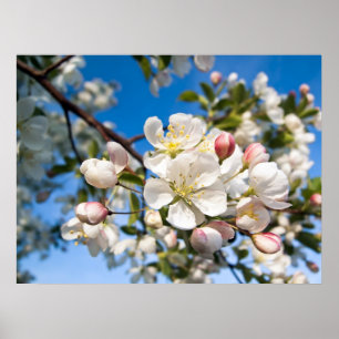 Impressão - flores de Apple de caranguejo