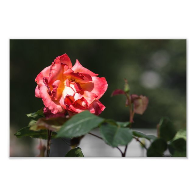 Impressão Fotográfica A Rosa Murchando (Frente)