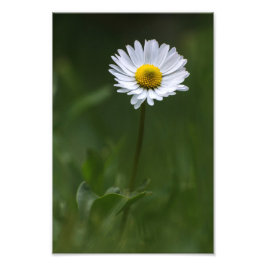Impressão Fotográfica - A Única Margarida