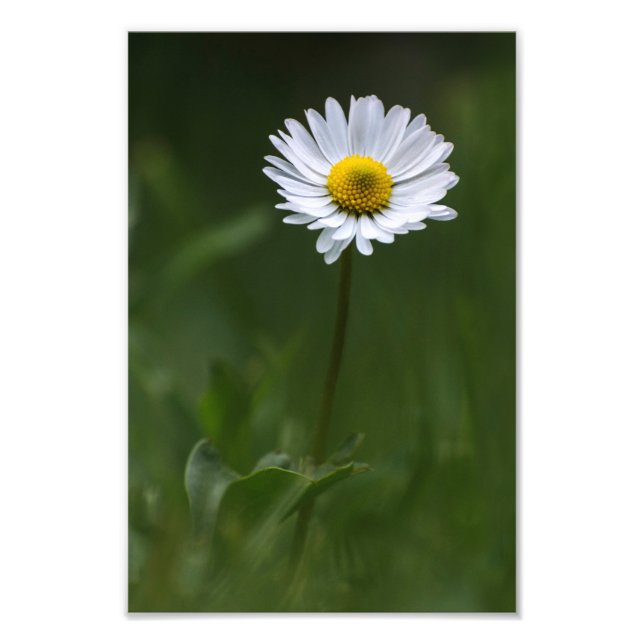 Impressão Fotográfica - A Única Margarida (Frente)