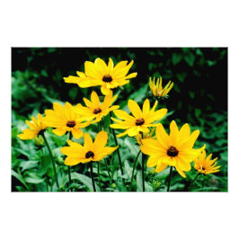 Impressão fotográfica 'Black Eyed Susans'
