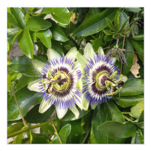 Impressão Fotográfica Botânica da Flor da Paixão R