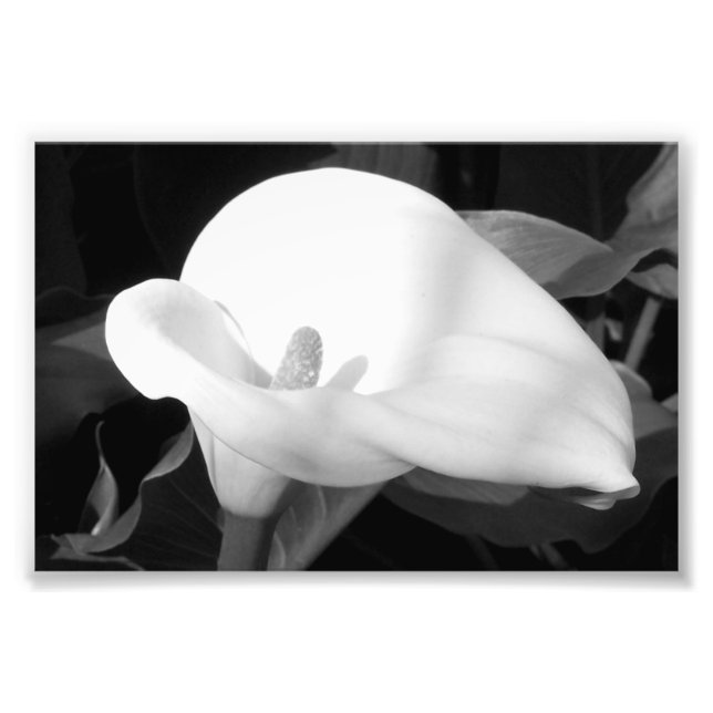 Impressão Fotográfica Cala Lily (Frente)