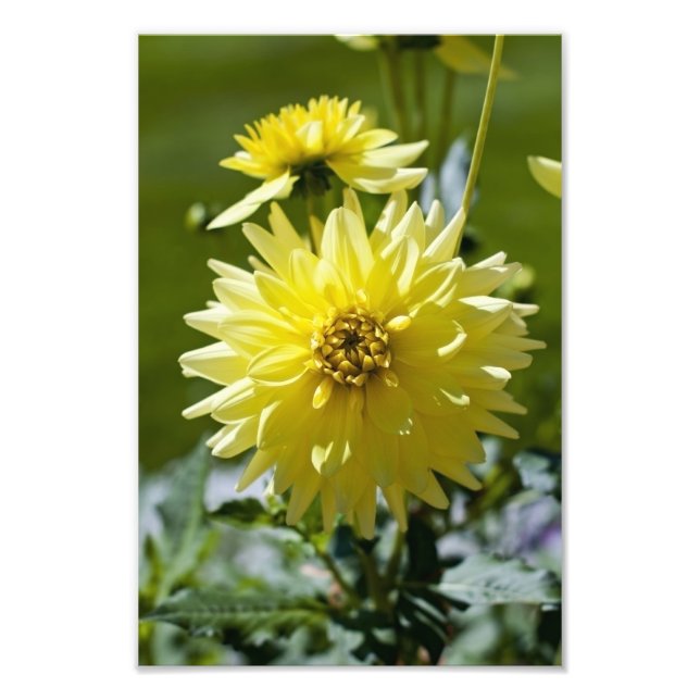 Impressão Fotográfica Dahlia Amarela (Frente)