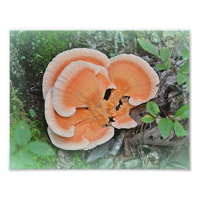 Impressão Fotográfica de Cogumelo Galinha-da-Flore (Frente)