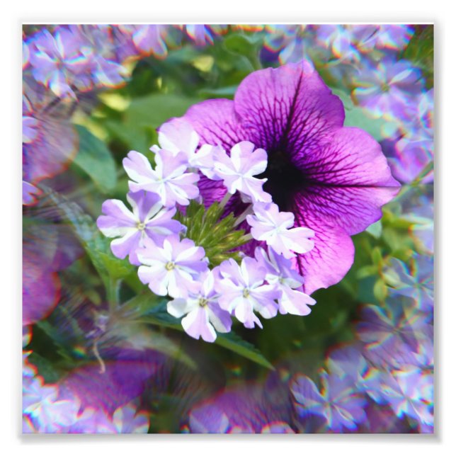 Impressão fotográfica de flores roxas e brancas de (Frente)