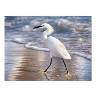 Impressão fotográfica de Garça na costa