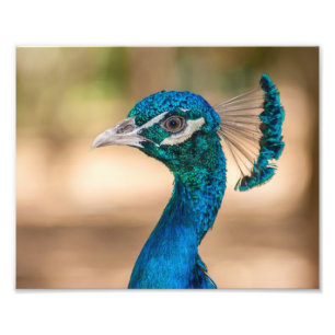 Impressão Fotográfica de Pavão
