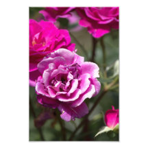 Impressão Fotográfica de Rosas Lindas Fotografia