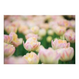 Impressão Fotográfica de Tulipas