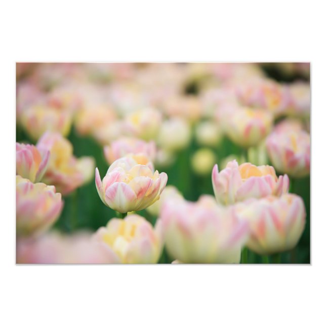 Impressão Fotográfica de Tulipas (Frente)