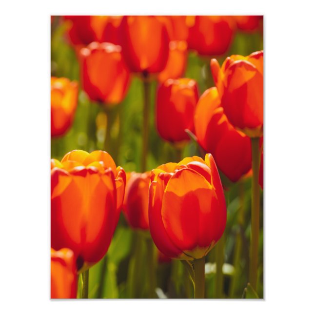 Impressão fotográfica de tulipas vermelhas. (Frente)