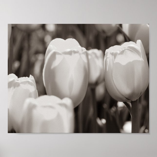 Impressão fotográfica de tulipas vermelhas. Poster (Frente)