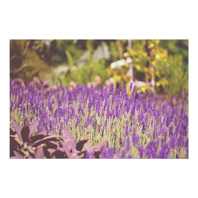 Impressão Fotográfica do Jardim de Lavanda (Frente)
