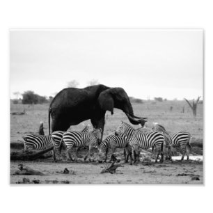 Impressão Fotográfica Elefante & Zebras