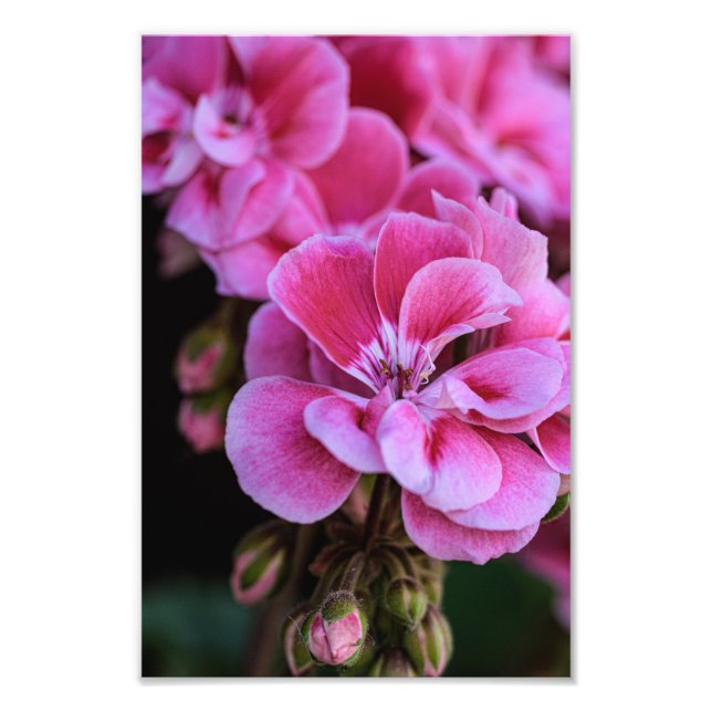 Impressão Fotográfica Flores de Gerânio Rosa (Frente)