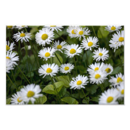Impressão Fotográfica Fotografia de Margaridas Sel