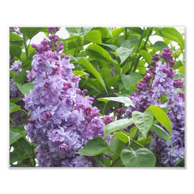 Impressão Fotográfica Lilases (Frente)