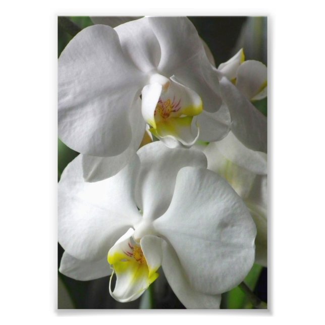 Impressão Fotográfica Orquídeas Brancas (Frente)