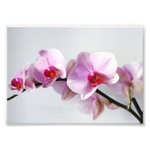 Impressão Fotográfica Orquídeas Rosa