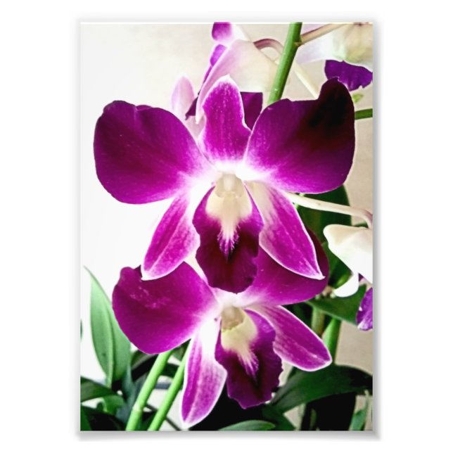 Impressão Fotográfica Orquídeas Roxas (Frente)