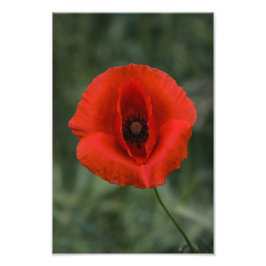 Impressão Fotográfica Papoula Floral Fotografia da