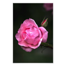 Impressão Fotográfica Rosa Floral Fotografia da Na