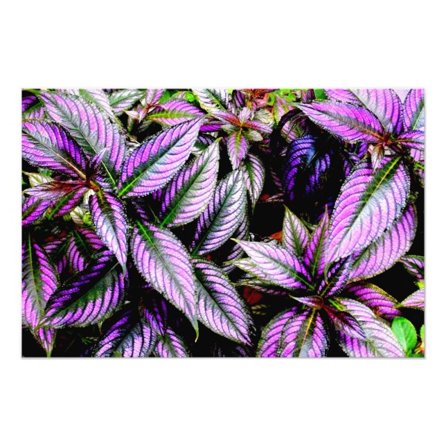 Impressão fotográfica 'Roxo' (Frente)