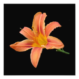 impressão Fotográfica 'Tiger Lily'
