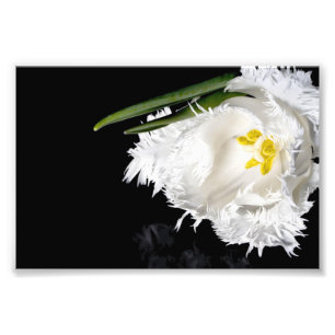 Impressão Fotográfica Tulipa
