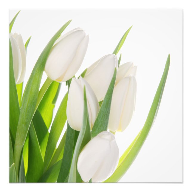 Impressão Fotográfica Tulipas Brancas (Frente)