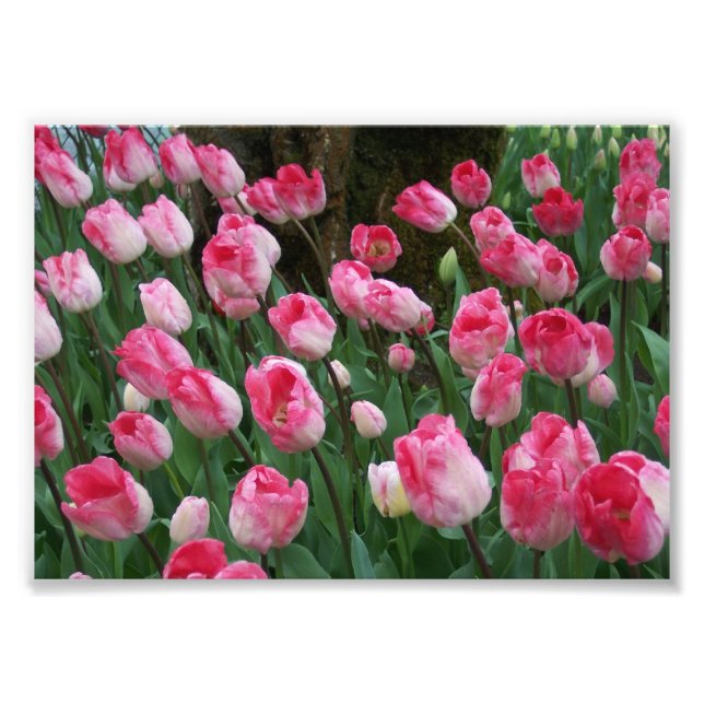 Impressão Fotográfica Tulipas Rosa (Frente)