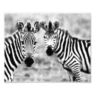 Impressão Fotográfica Zebras