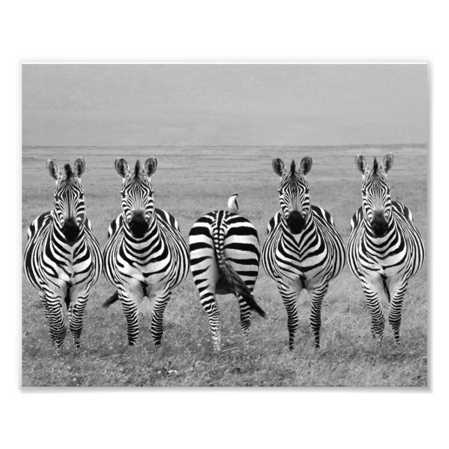 Impressão Fotográfica Zebras (Frente)