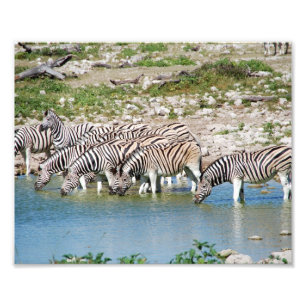 Impressão Fotográfica Zebras