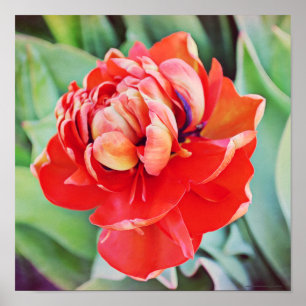 Impressão fotográfico da arte da tulipa dobro da