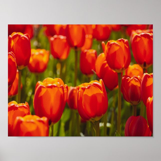 Impressão fotográfico de tulipas vermelhas. (Frente)