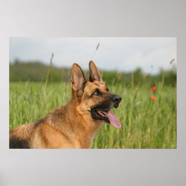 impressão german shepherd poster (Frente)